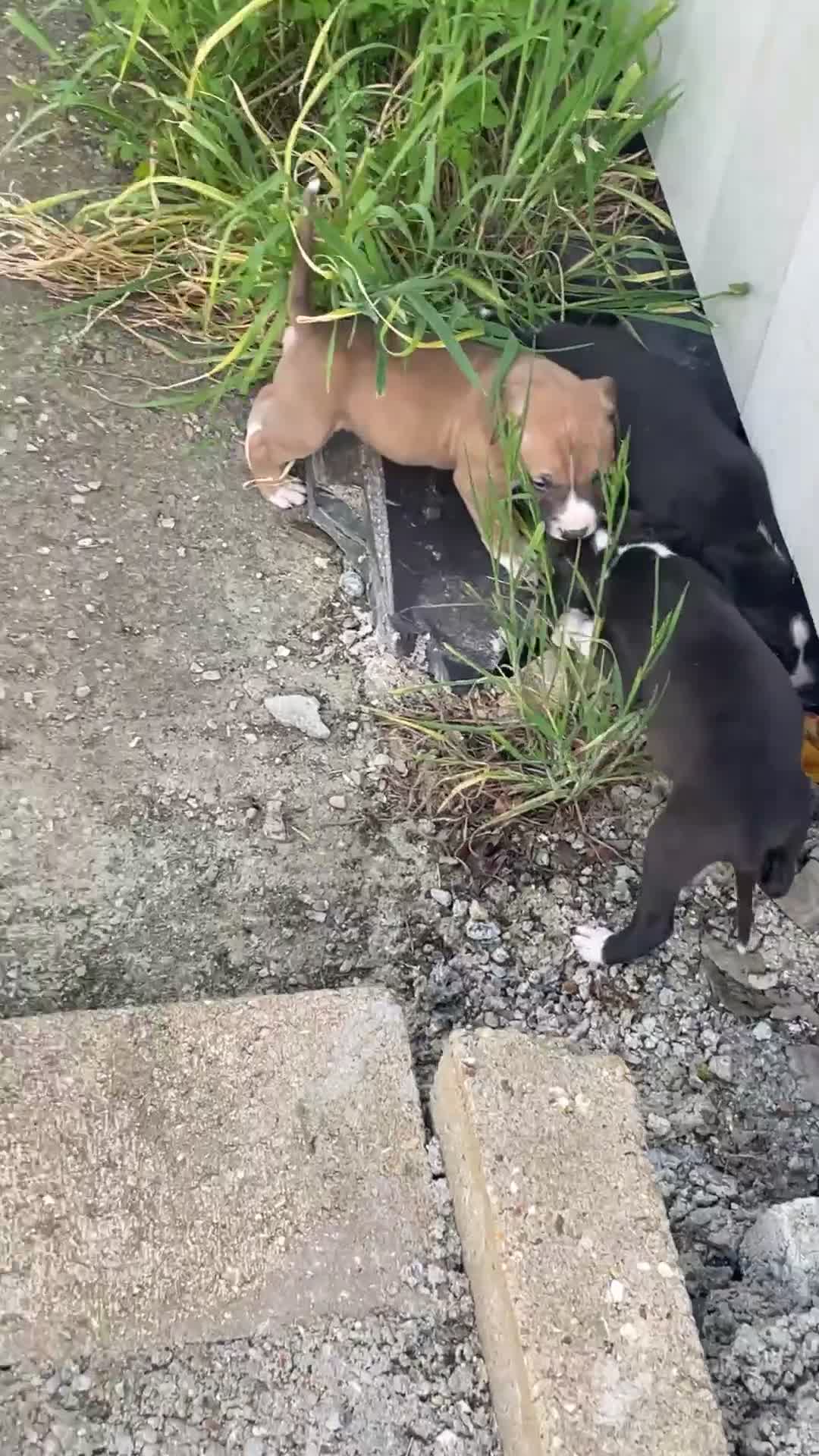 Mixed Breed dogs for sale: Staffy Cross puppies in Wisbech - Video 2