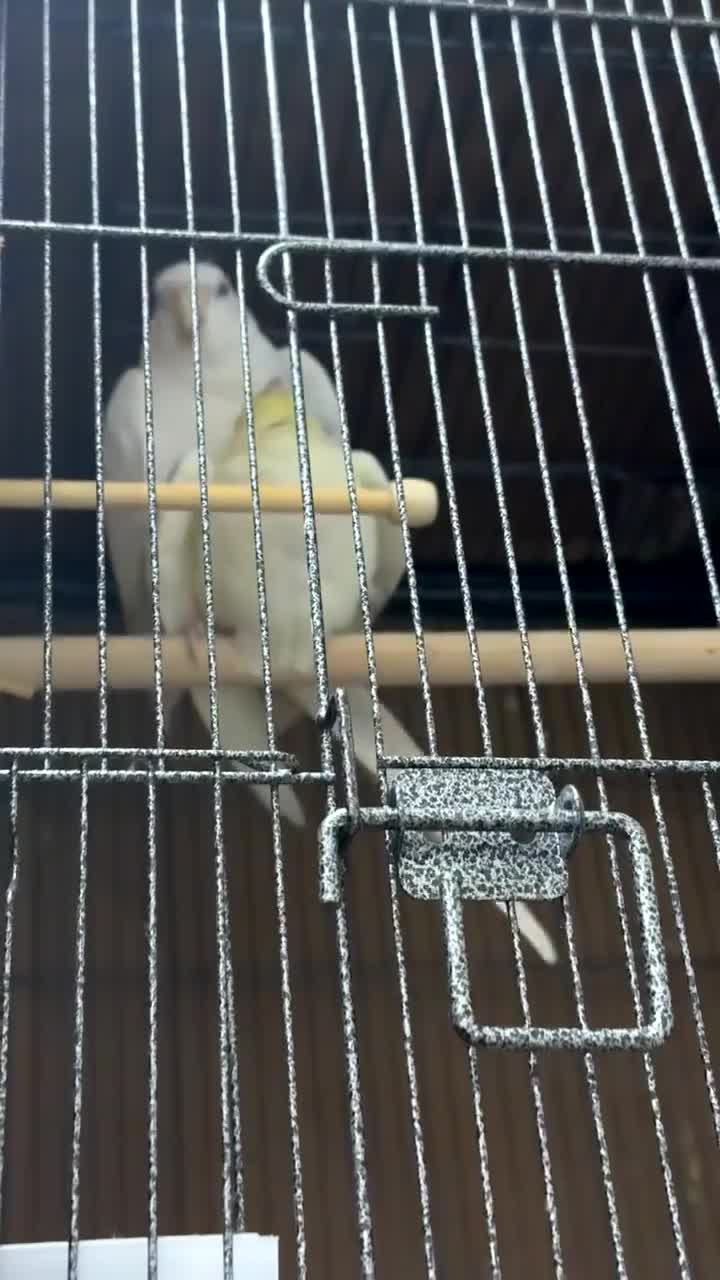 Cockatiels birds for sale: Cockatiels male and females  - Video 1