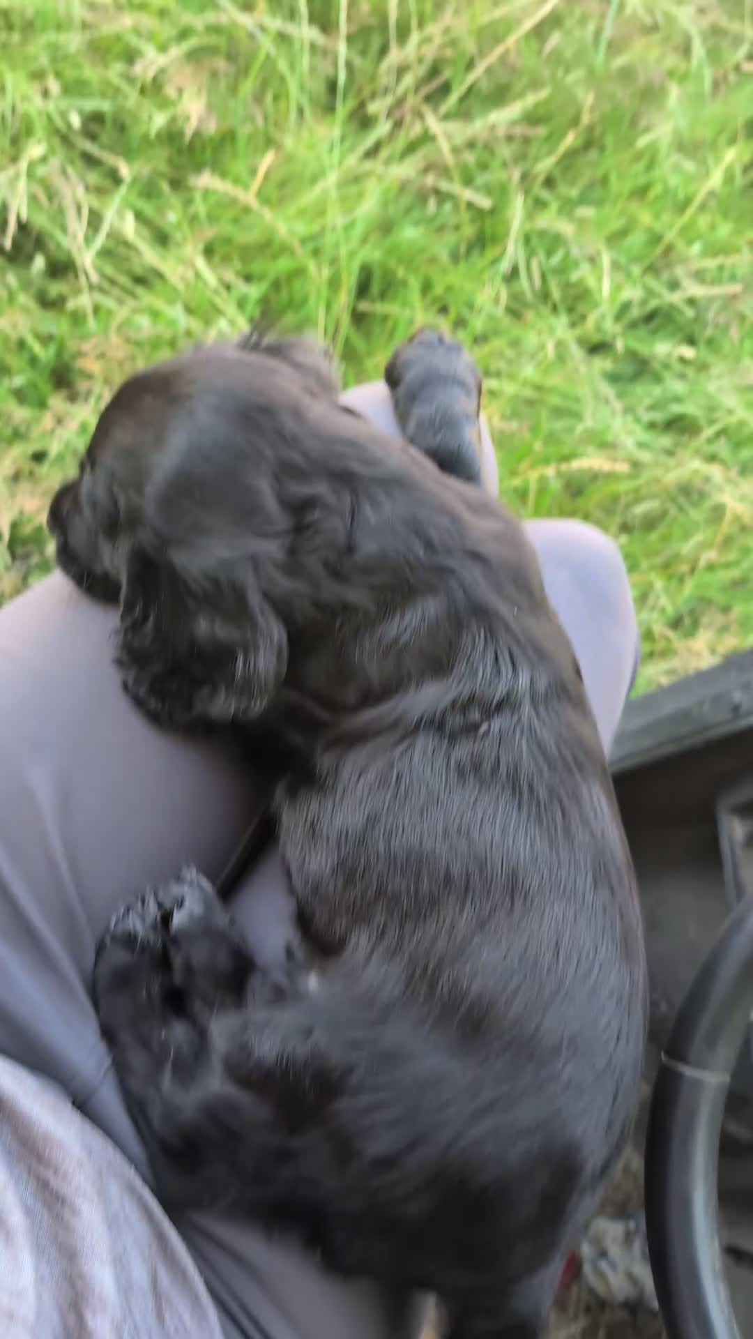 Cocker Spaniel dogs for sale: Ready now, black male pedigree cocker spaniel pup - Video 2