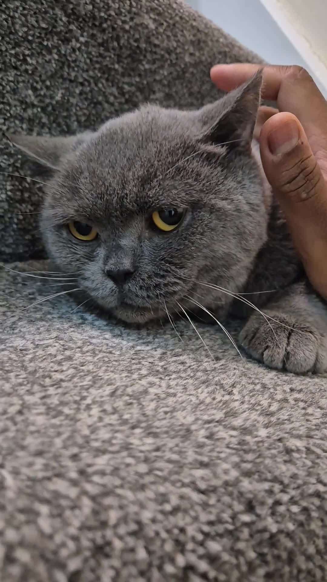 British Shorthair cats for sale: Beautiful Male British-Shorthair Cat - Video 3