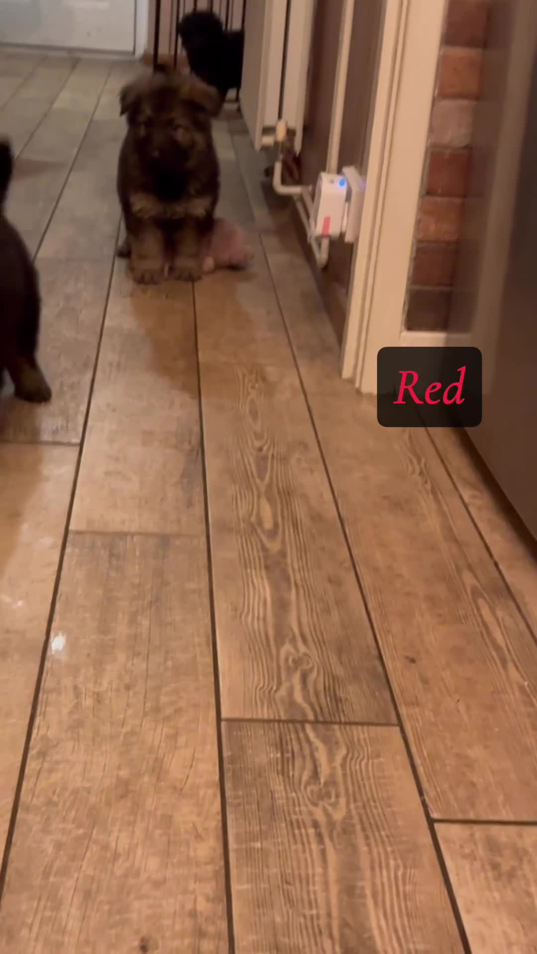 German Shepherd dogs for sale: Pedigree German Shepherd Puppies - Video 1