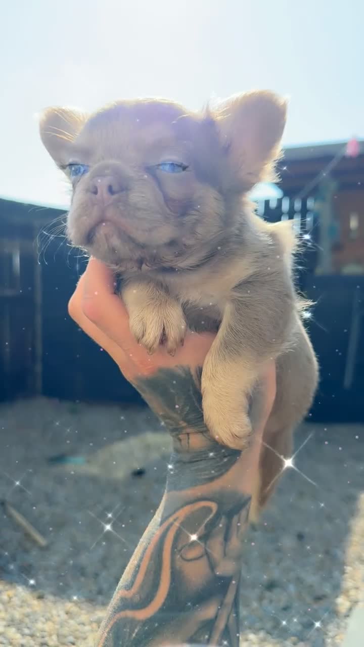 French Bulldog dogs for sale: Fluffy frenchies - Video 2