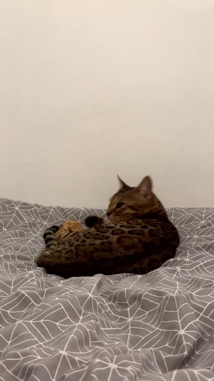 Bengal cats for sale: TICA Registered Bengal Female – Nearly 1 Year Old  - Video 2
