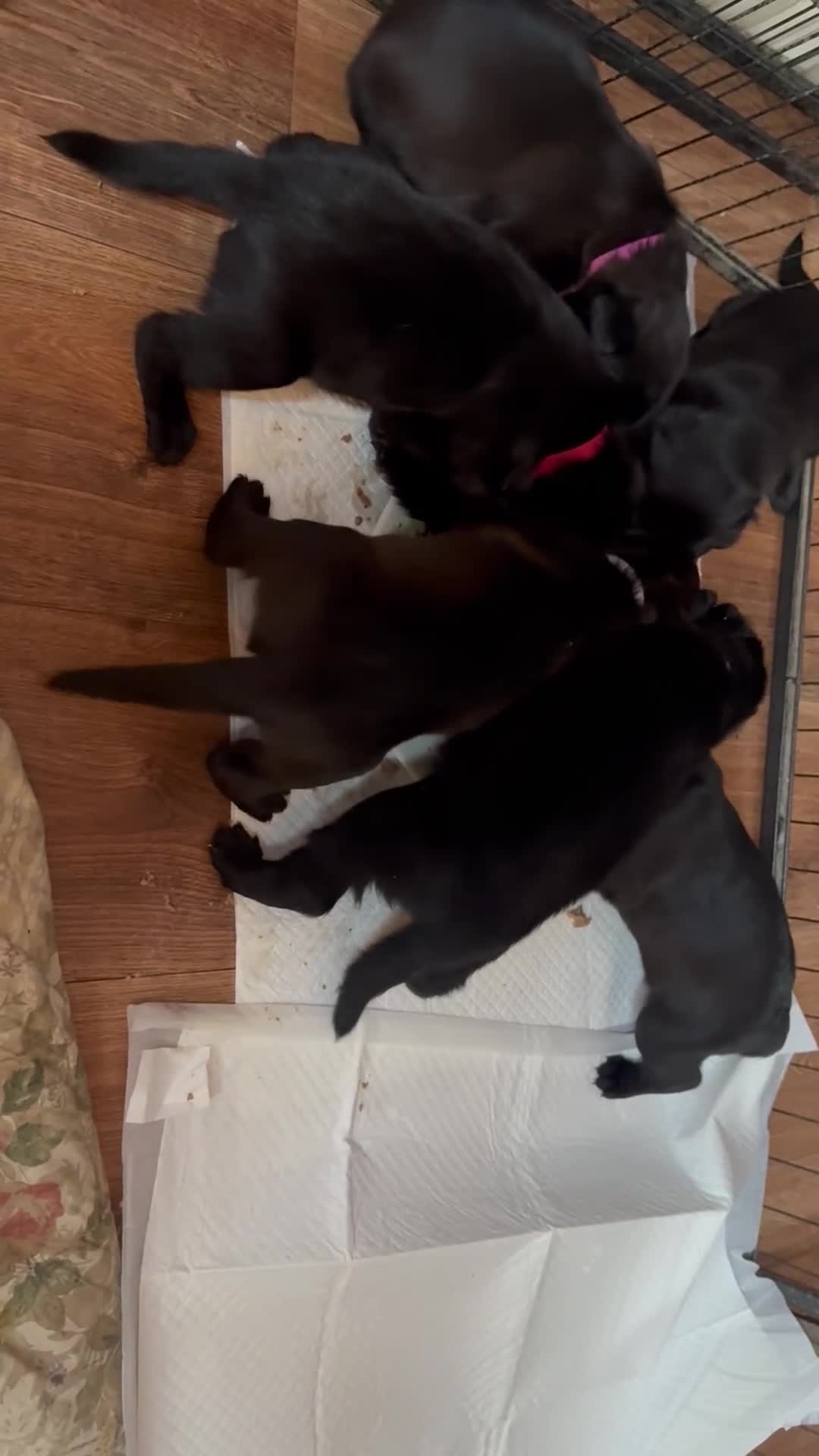 Mixed Breed dogs for sale: Beautiful Labrador x shepherd puppies - Video 2