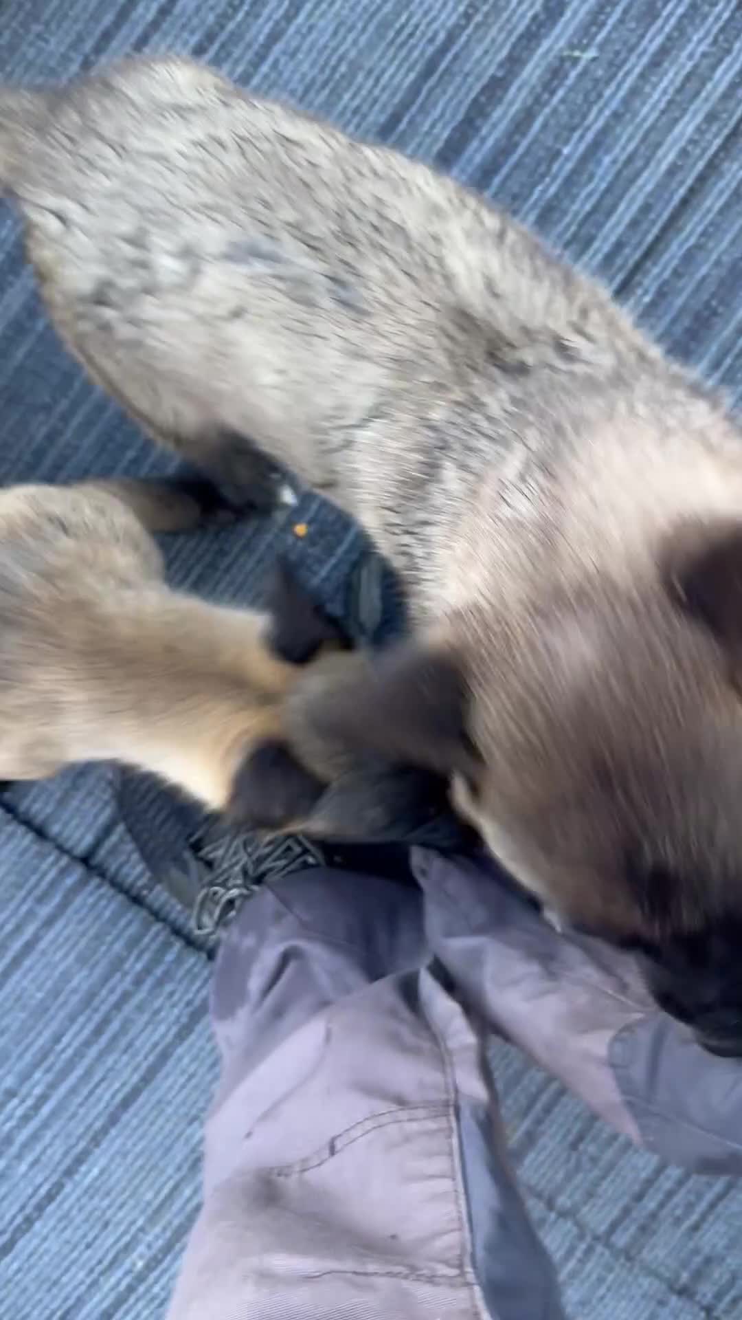 Belgian Shepherd Dog dogs for sale: The first and last litter from Rebel in Prenton - Video 2