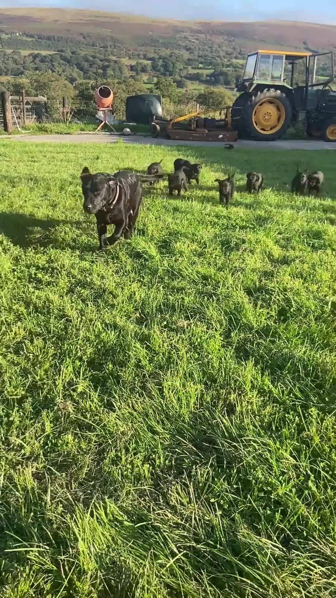 Labrador Retriever dogs for sale: 10 Beautiful black Labrador puppies - Video 3