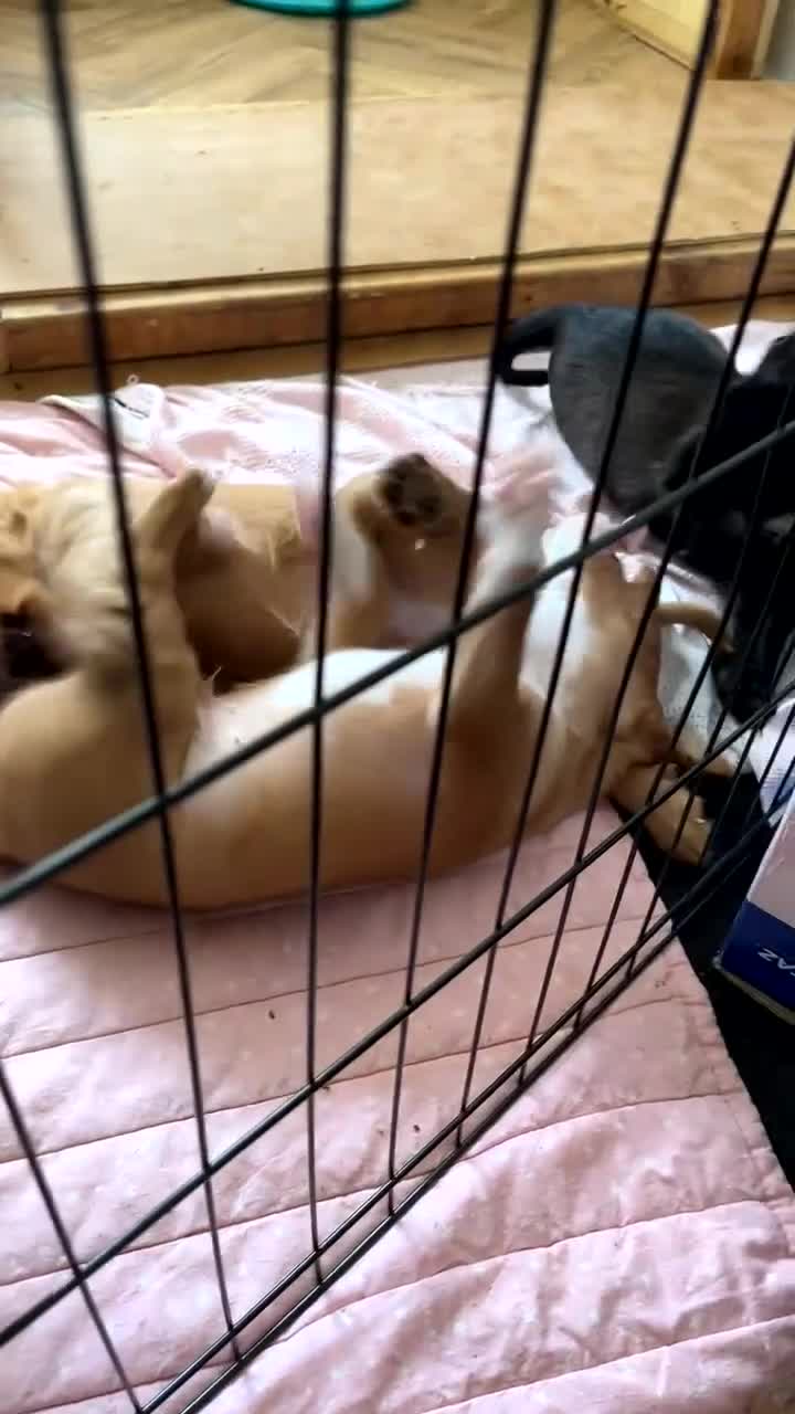 Mixed Breed dogs for sale: Beautiful Spaniel Puppies in Washington - Video 2