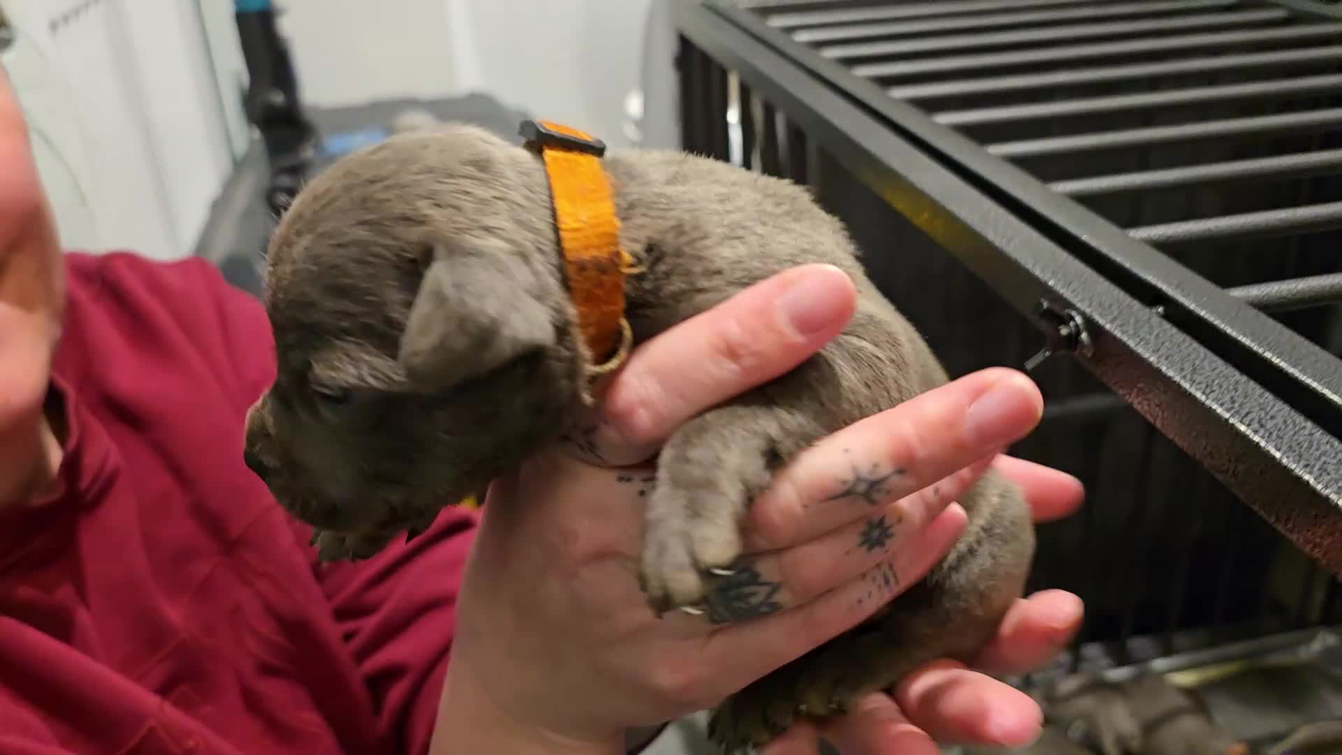 Staffordshire Bull Terrier dogs for sale:  Blue Staffy puppies for sale KC REGISTERED  - Video 2