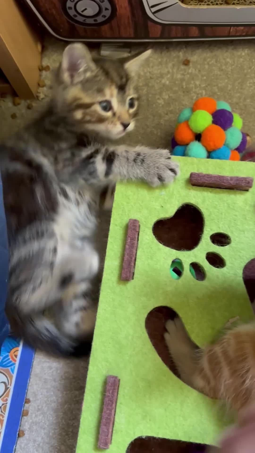 Mixed Breed cats for sale: Amiable mixed kittens  - Video 1
