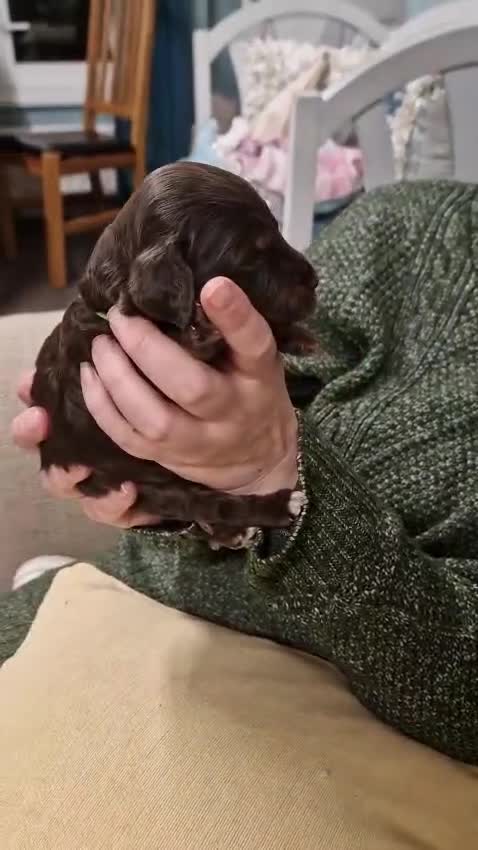 Cockapoo dogs for sale: Gorgeous Cockerpoochons ⭐️ last two boys ⭐️ - Video 3