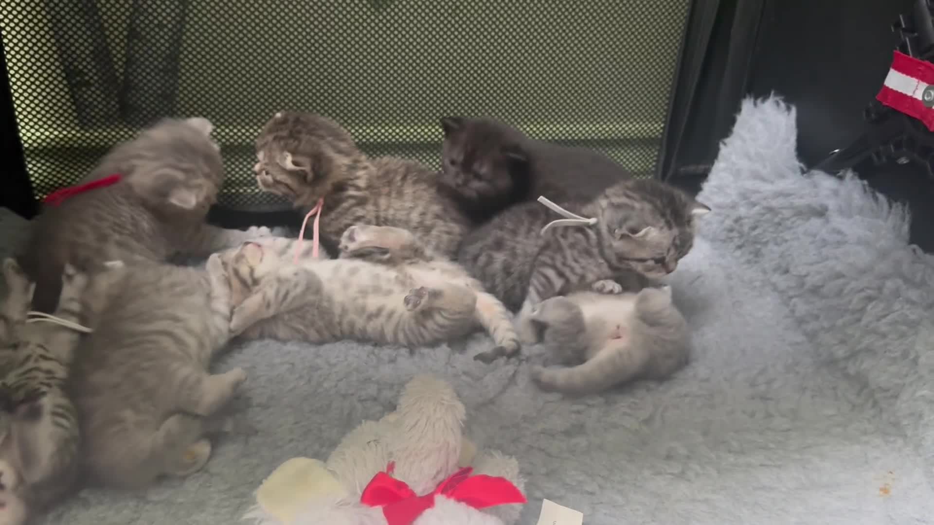 Scottish Fold cats for sale: Scottish fold/ Scottish striaght BSH kittens  - Video 1