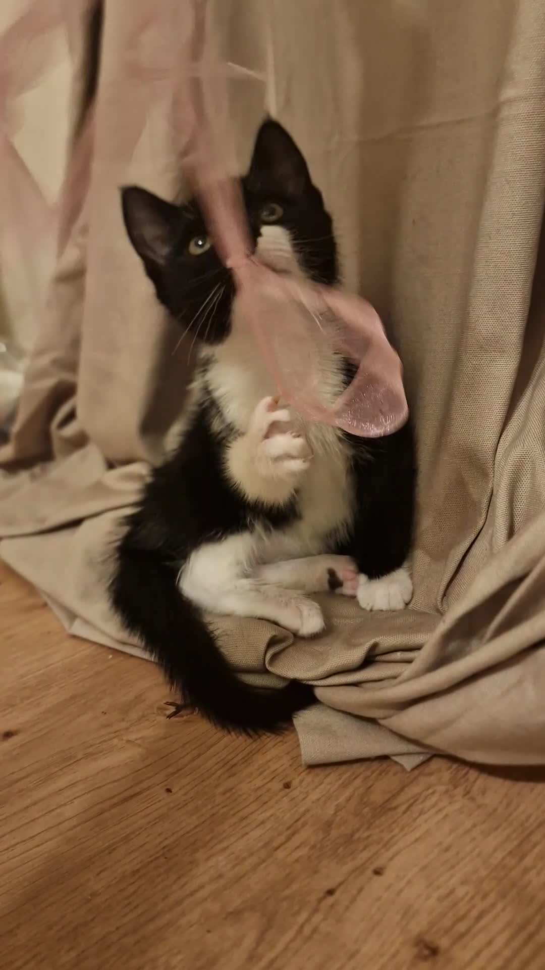 Mixed Breed cats for sale: 1 Gorgeous Tuxedo Girl and 1 male Tuxedo Boy - Video 1