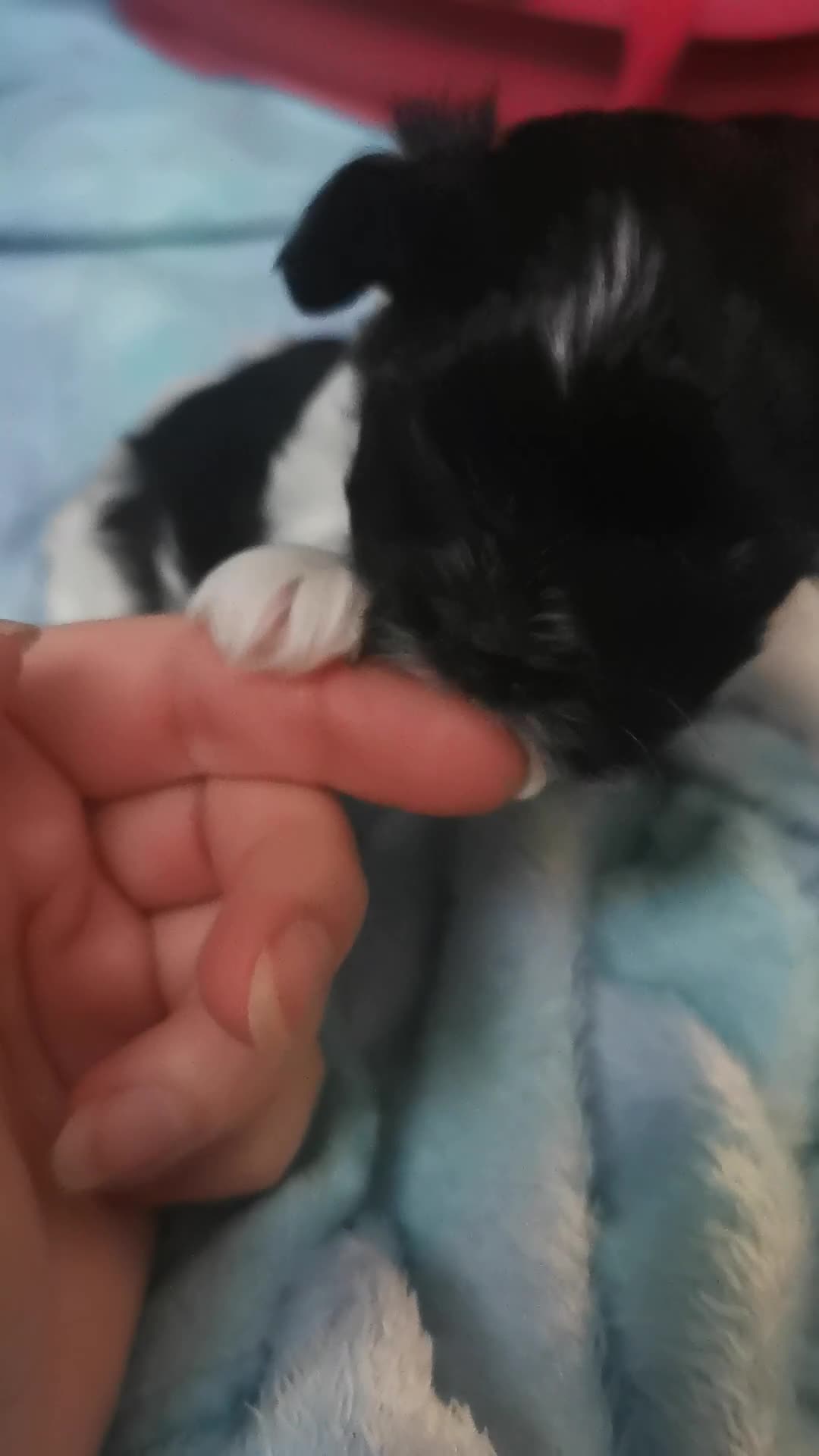 Yorkshire Terrier dogs for sale: 2 Little girl's, Yorkshire Terrier. - Video 4