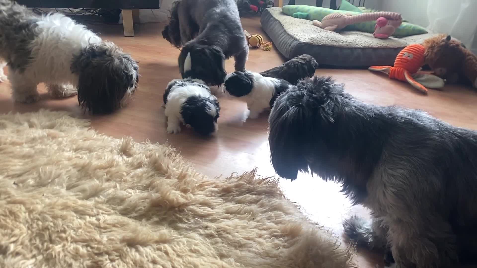 Shih Tzu dogs for sale: Pure breed Shih Tzu - Video 2