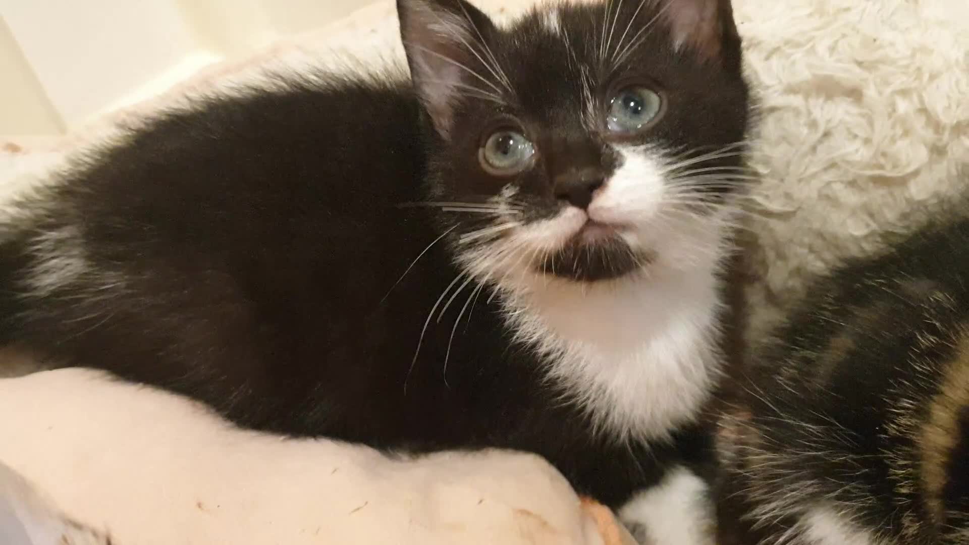 Mixed Breed cats for sale: 5 Gorgeous & Playful Kittens - Video 5