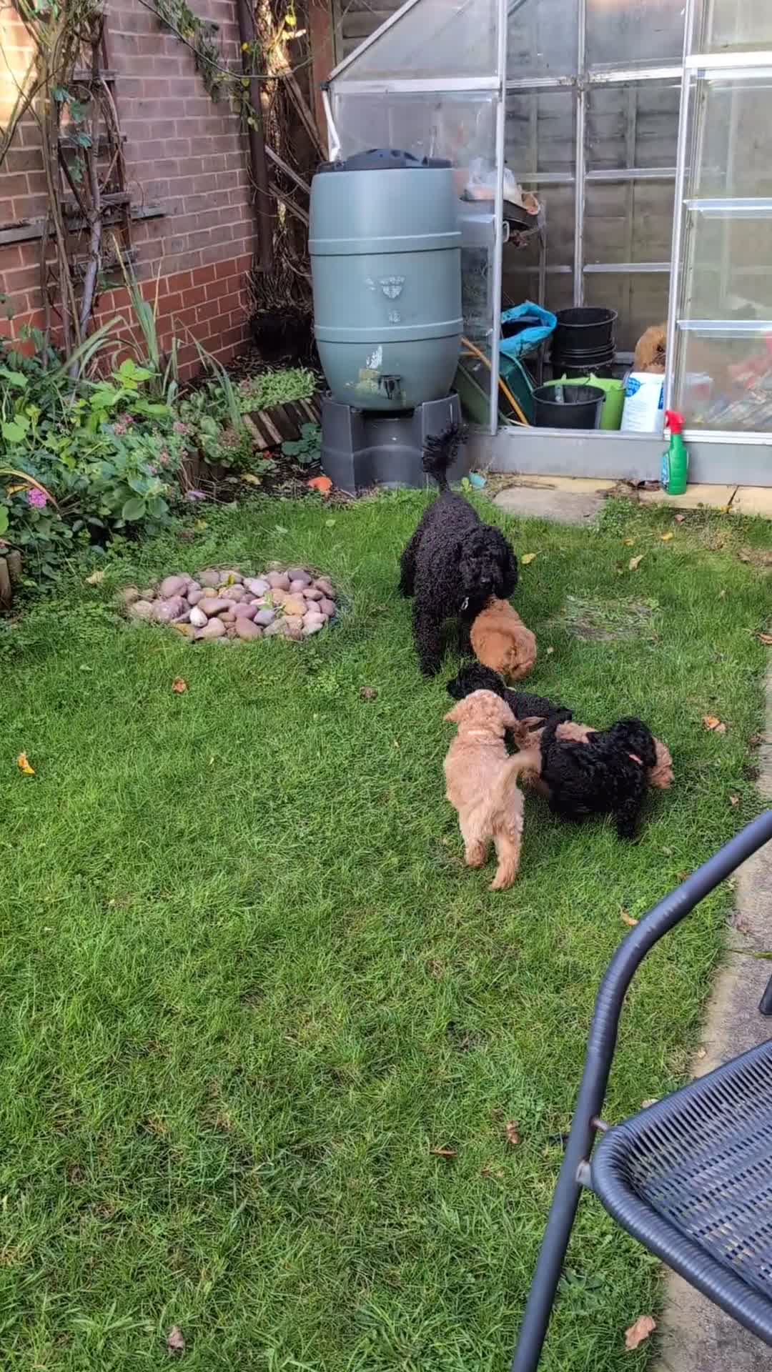 Cockapoo dogs for sale: Toy  teddy cockapoo babies  - Video 4