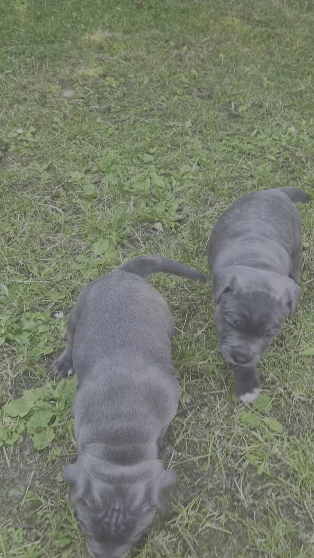 Staffordshire Bull Terrier dogs for sale: KC Registered Staffordshire Bull Terrier Pups in Liverpool - Video 3