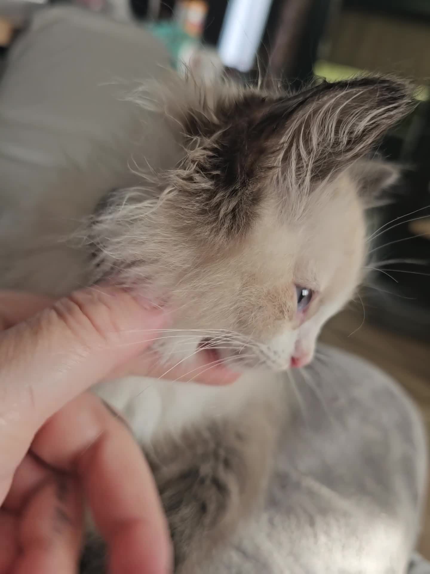 Ragdoll cats for sale: Friendly and playfull Ragdoll x  - Video 3