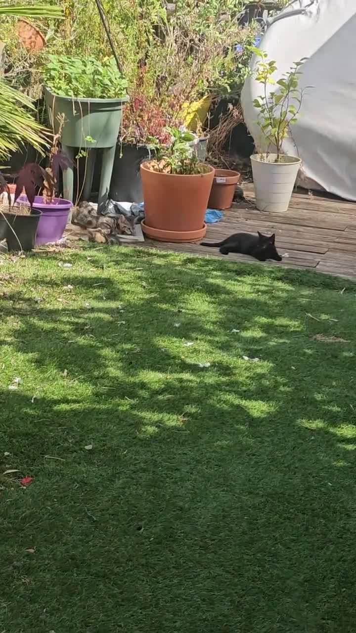 Mixed Breed cats for sale: Stunning Bombay Cross Kittens – Trained & Playful - Video 2