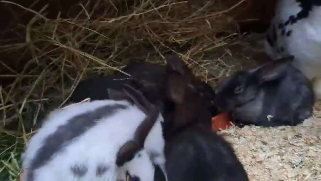English rabbits for sale: Hand reared baby English rabbits - ready soon! - Video 1