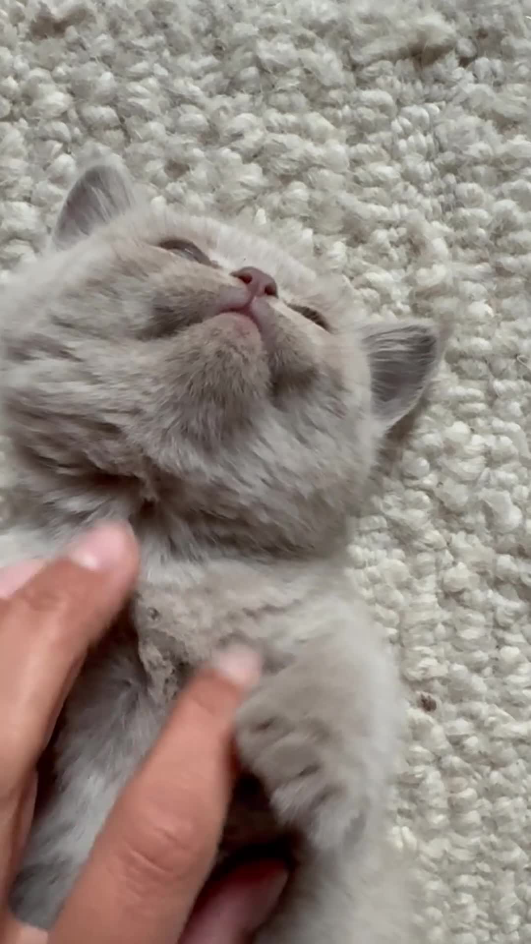British Shorthair cats for sale: British Short Hair Blue and Lilac Adorable Kittens - Video 1