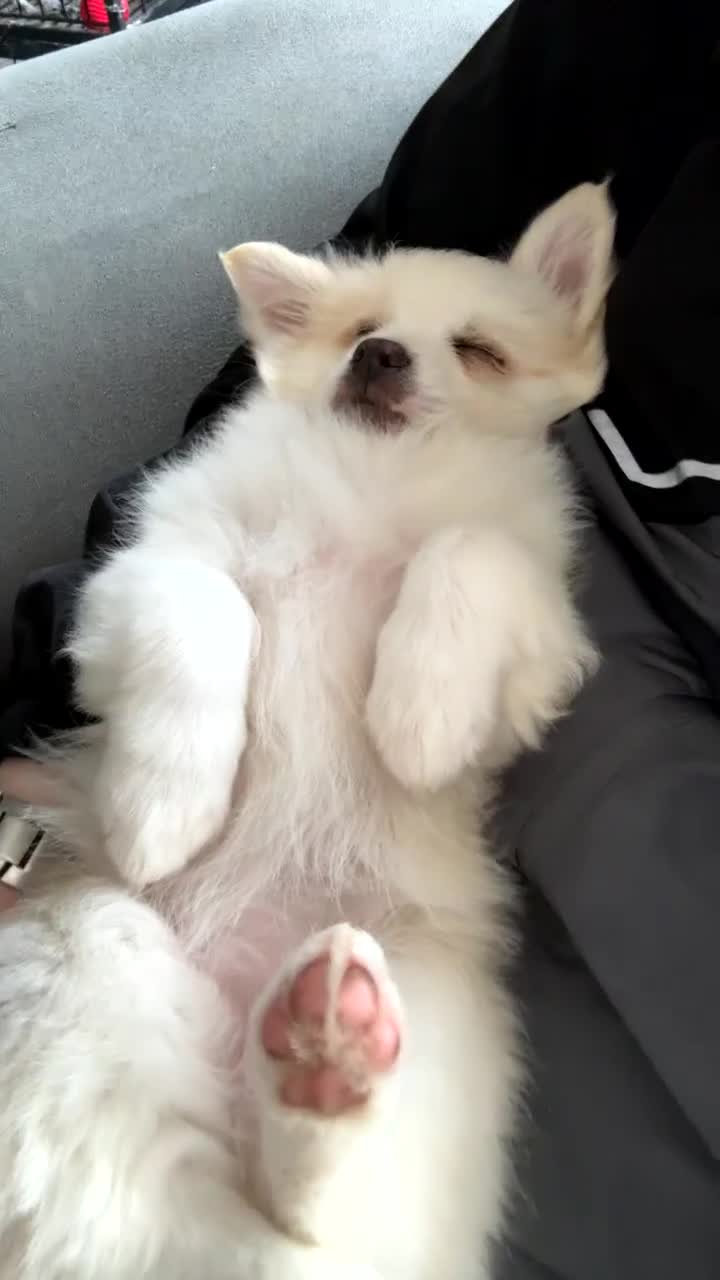 Mixed Breed dogs for sale: Chihuahua cross breed pups for sale price £550 - Video 1