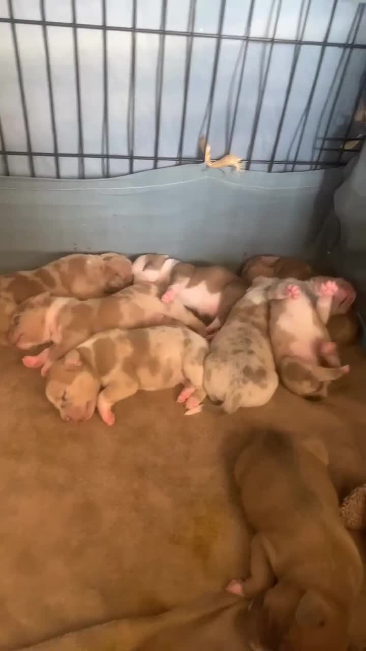 Mixed Breed dogs for sale: Ready to leave Staff x bulldog puppies  - Video 1