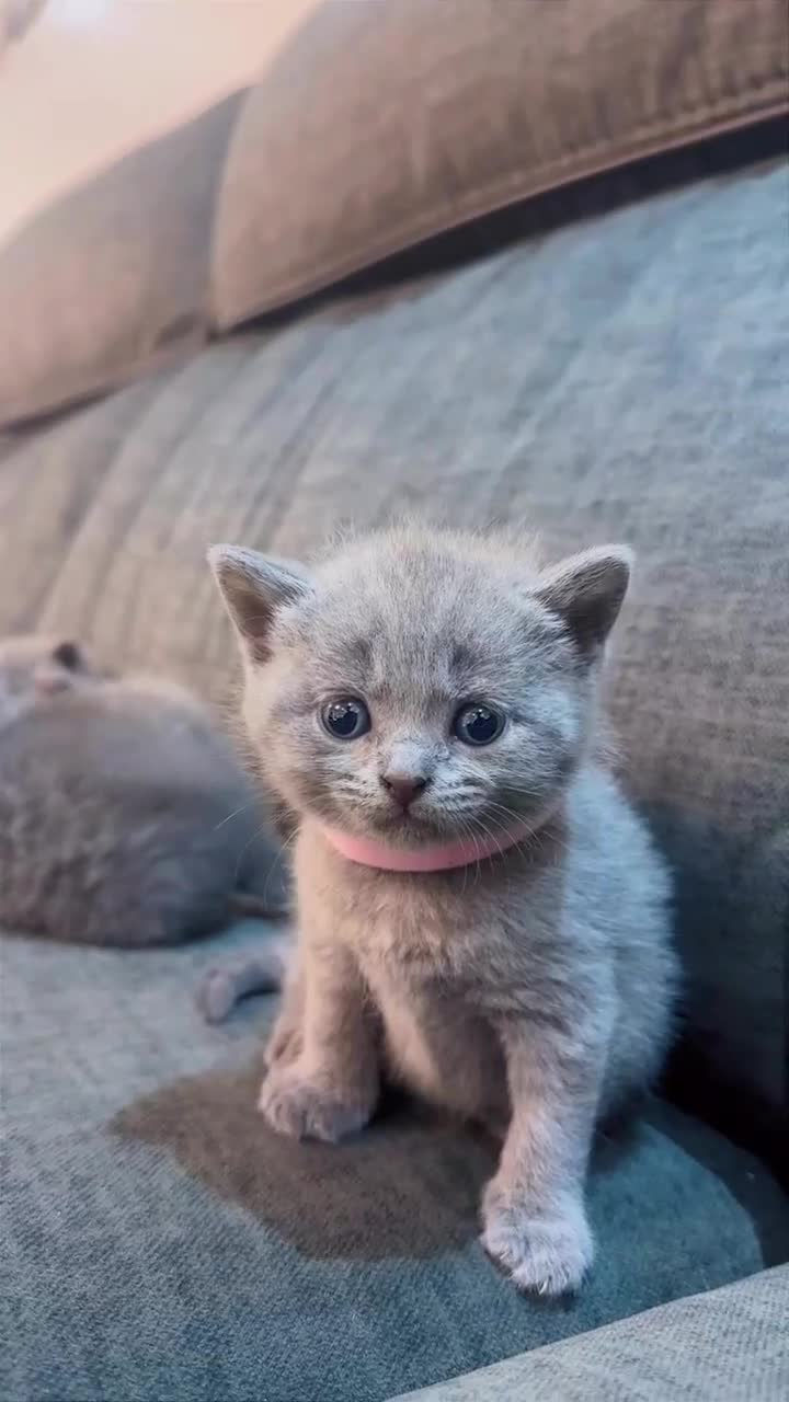 British Shorthair cats for sale: British Shorthair Kittens - Video 4