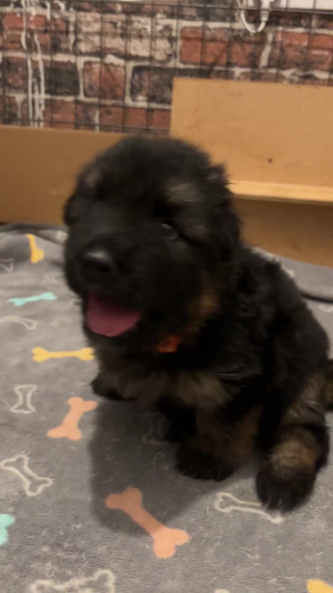 German Shepherd dogs for sale: Big,beautiful,wolf eyes puppies  - Video 1