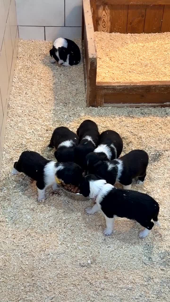Sprollie dogs for sale: Sprollie puppies from experienced breeder - Video 1