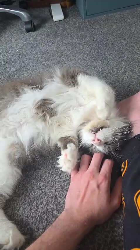 Maine Coon cats for sale: 5* Home only maine coon rehome 2 years old - Video 1