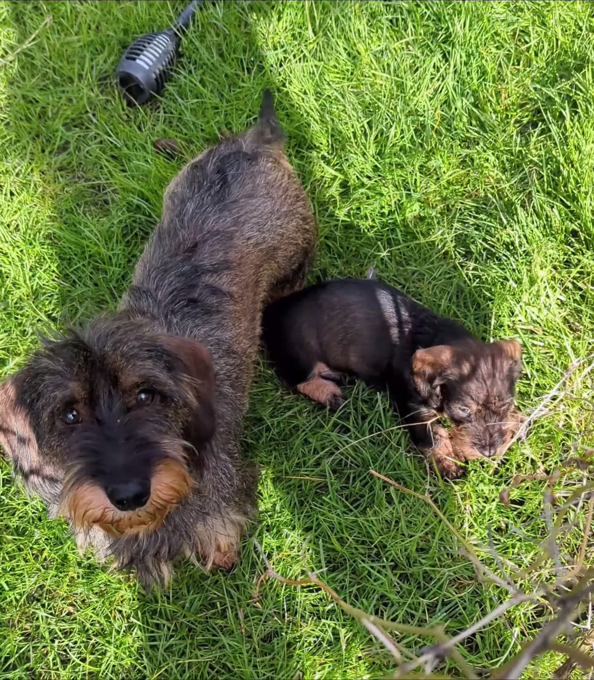 Dachshund dogs for sale: Working wirehaired dachshund pup - Video 3