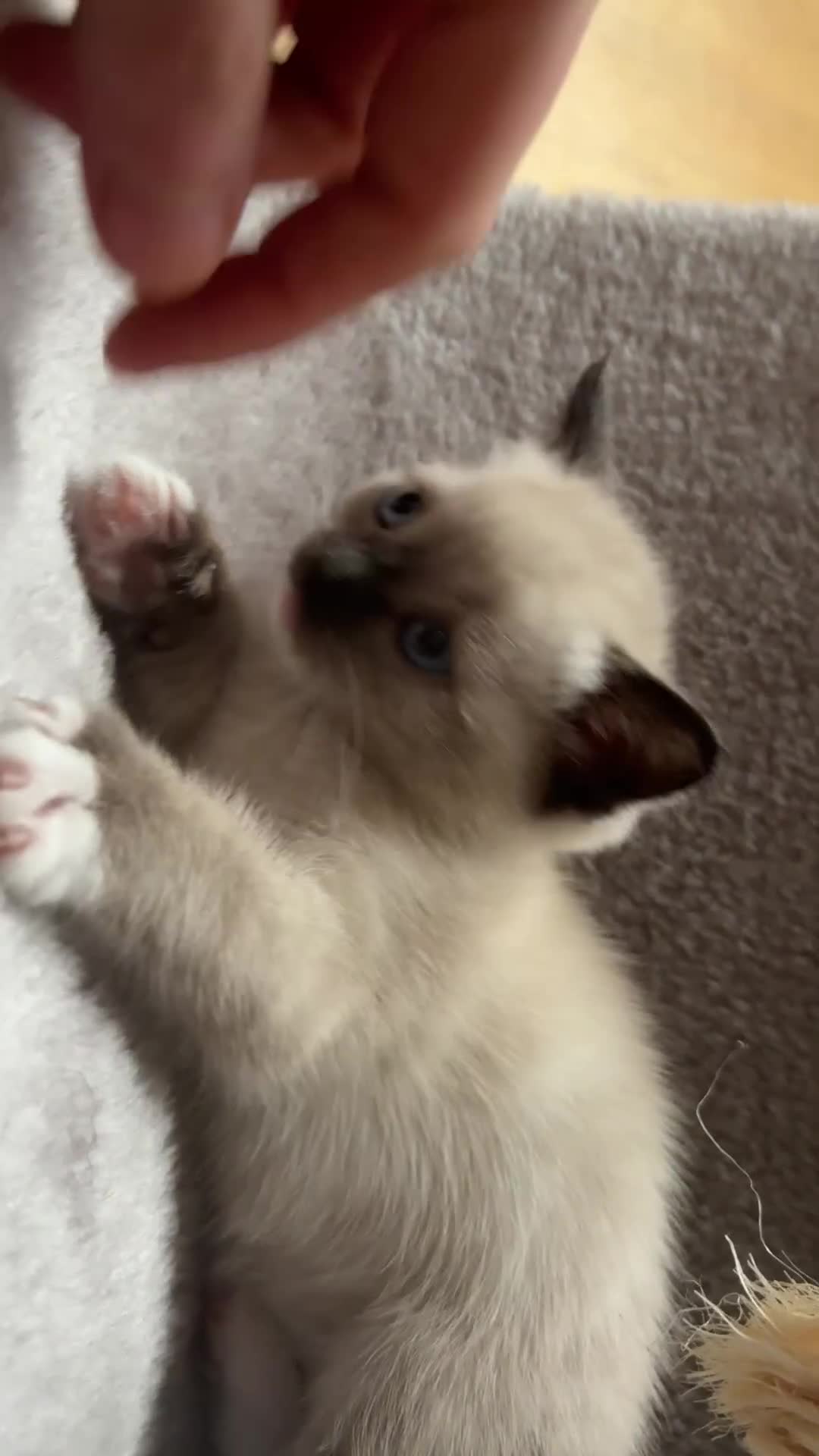 Mixed Breed cats for sale: Amazing female kitten  - Video 1