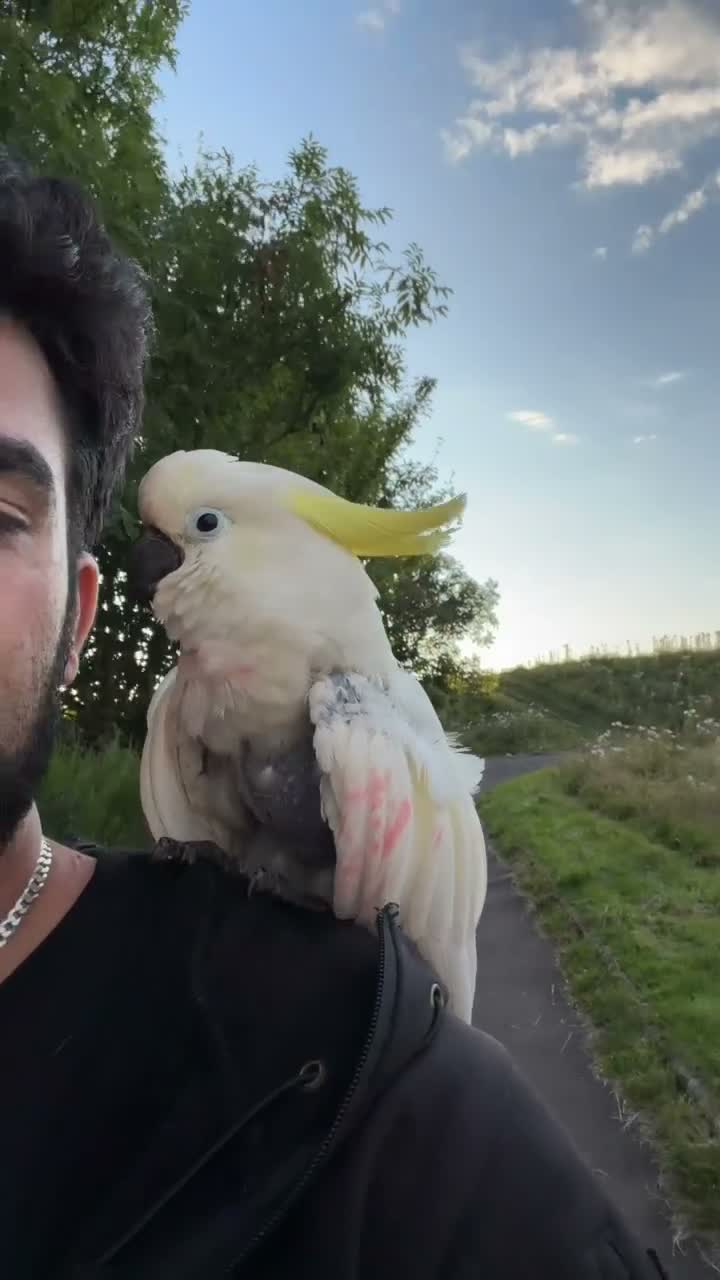 Mixed Breed birds for sale: Large and small talkative tame parrots - Video 5