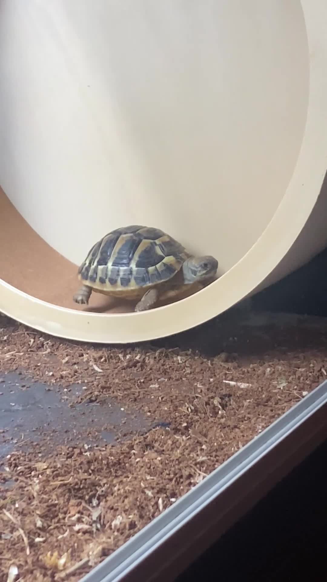 Hermann Tortoise reptiles for sale: Two Hermanns tortoises  - Video 1