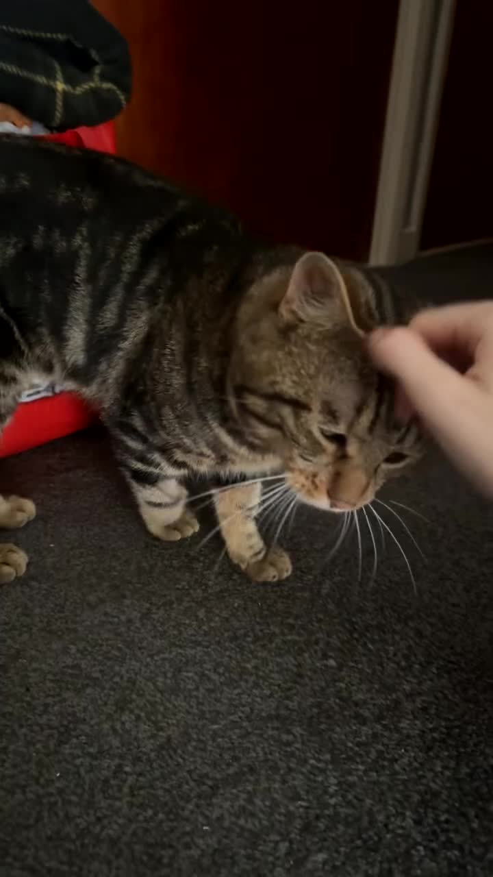 Domestic Shorthair cats for sale: Friendly and loving male cat available! - Video 3