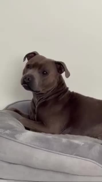 American Bull Staffy dogs for stud:  Proven Blue Staffy Stud - Health Tested - Oldham - Video 1
