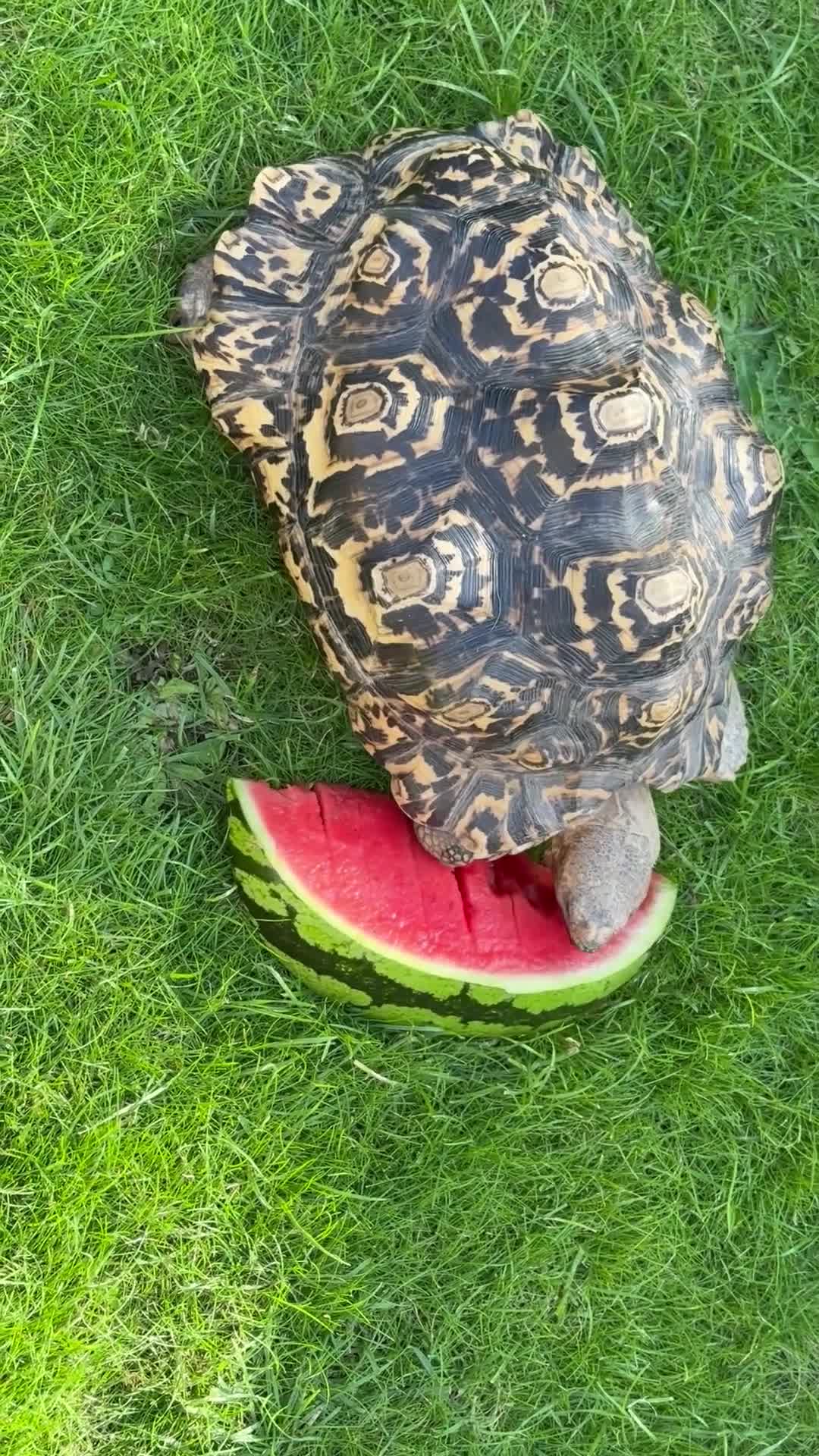 Tortoise reptiles for sale: Leopard tortoise - Video 1
