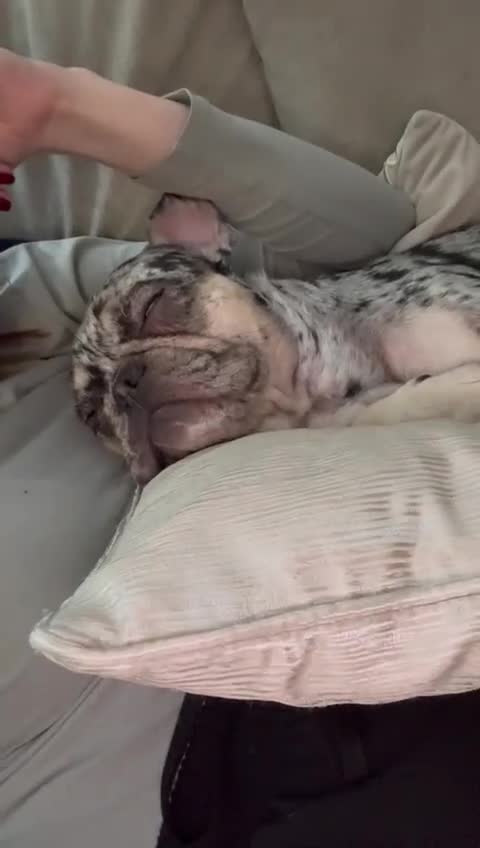 French Bulldog dogs for sale: 2 years 1 month - Video 1