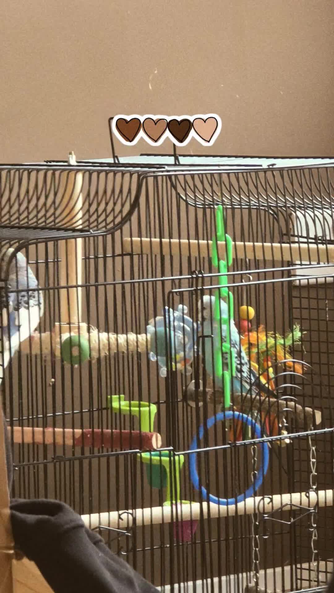 Budgerigars birds for sale: Male and female Budgies - Video 2