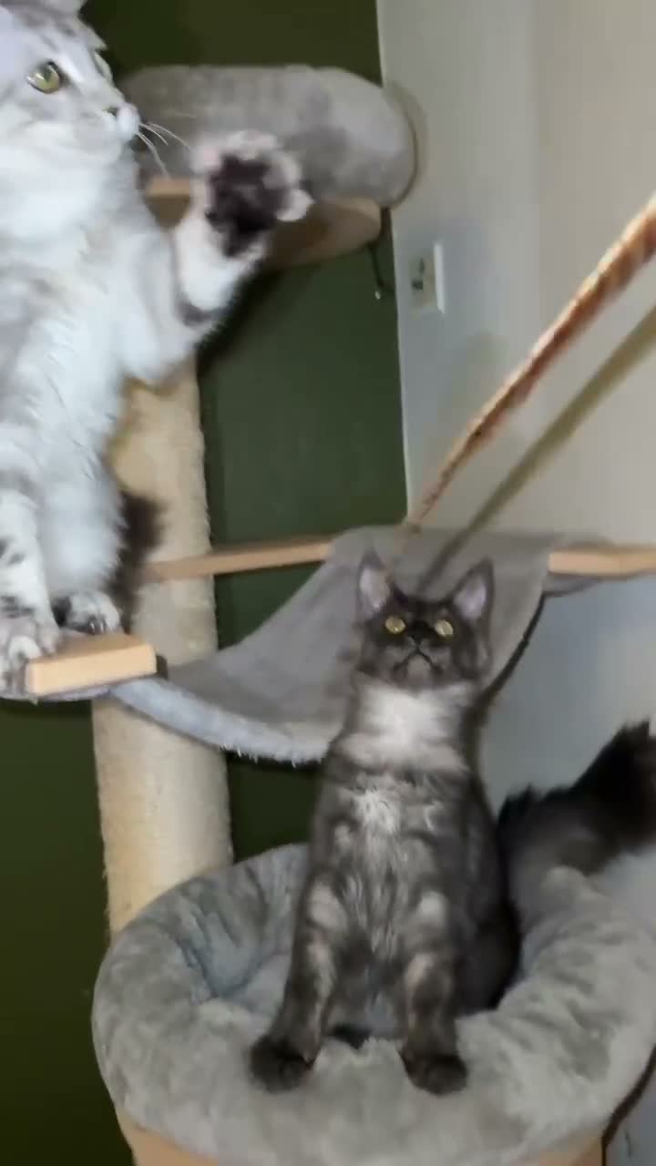 Maine Coon cats for sale: Big lines Maine Coon kittens  - Video 2