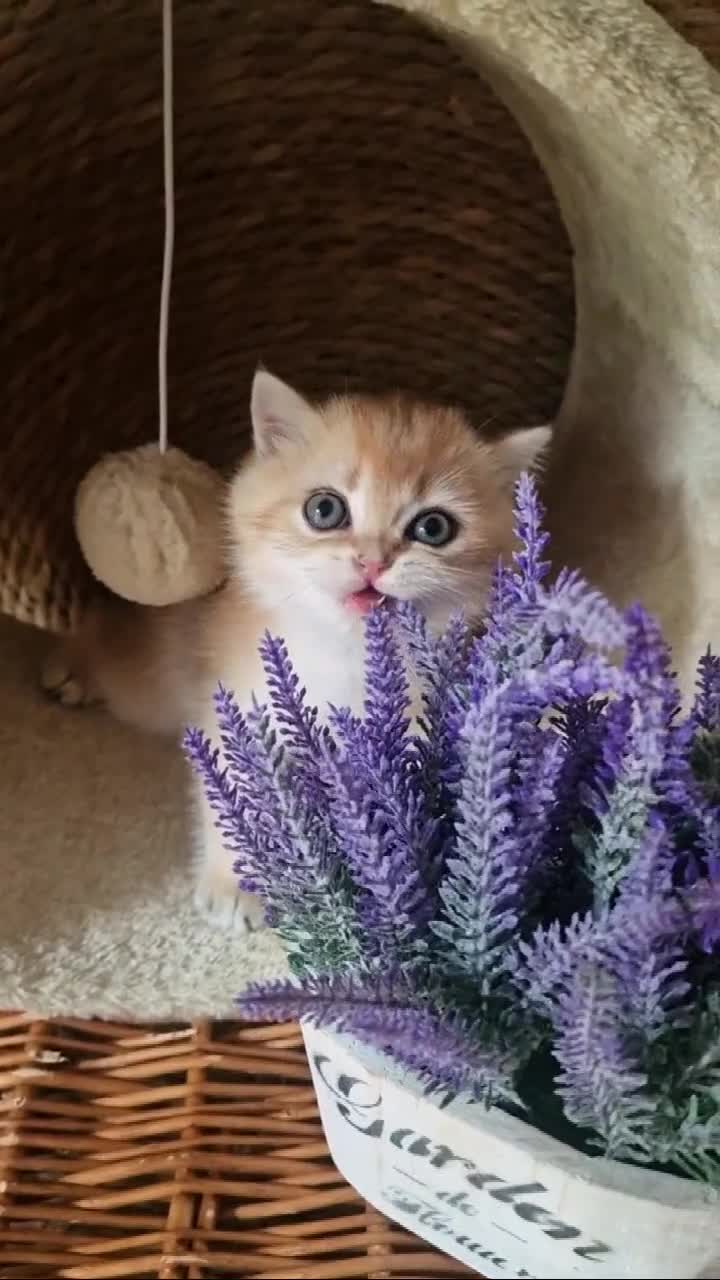 British Shorthair cats for sale: NY12 TICA GOLDEN BRITISH SHORTHAIR KITTENS  - Video 2