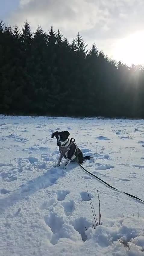 Mixed Breed dogs for sale: Poppadom Collie X Spaniel - Video 2