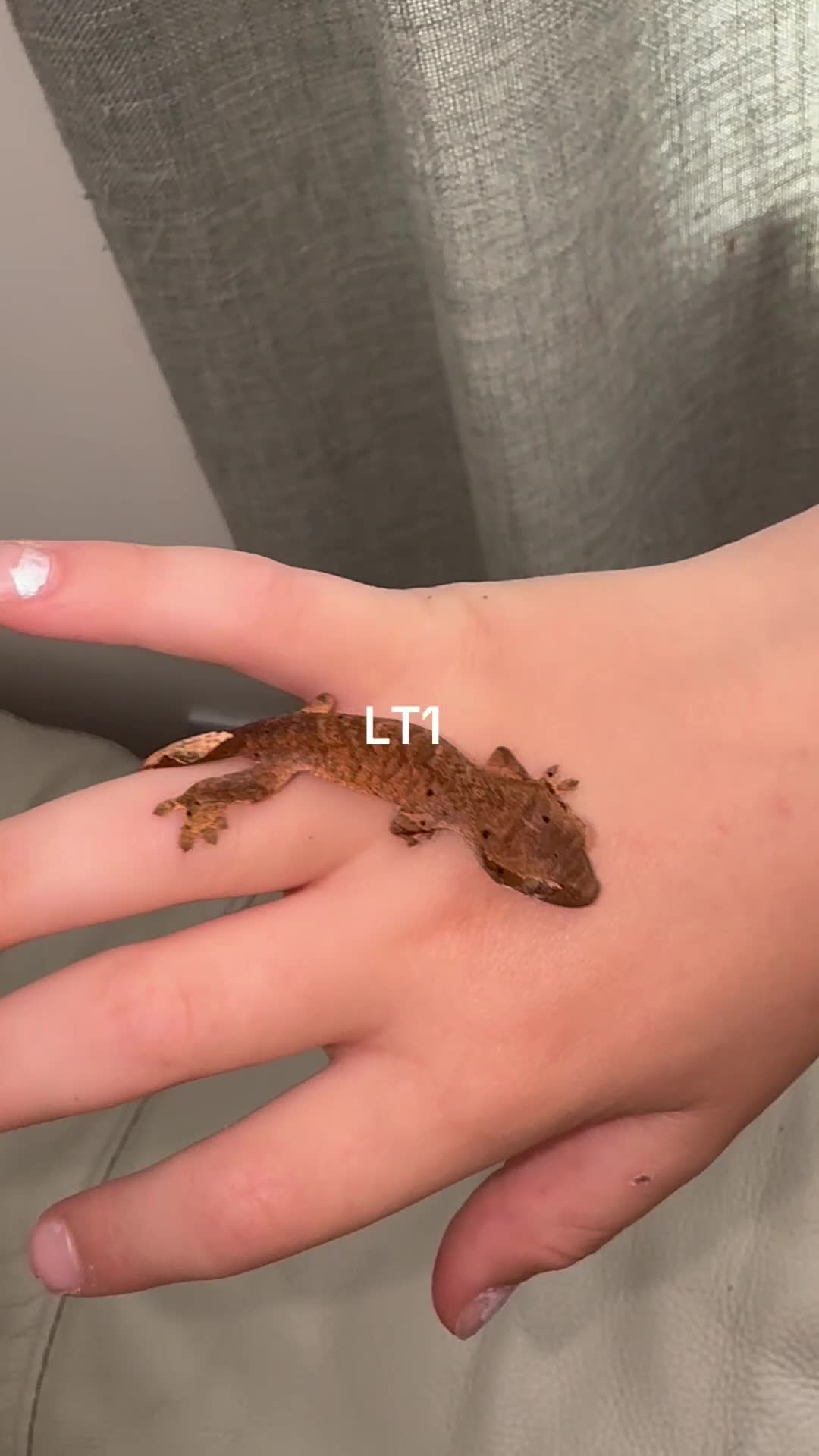 Gecko reptiles for sale: Baby Crested Geckos  - Video 1