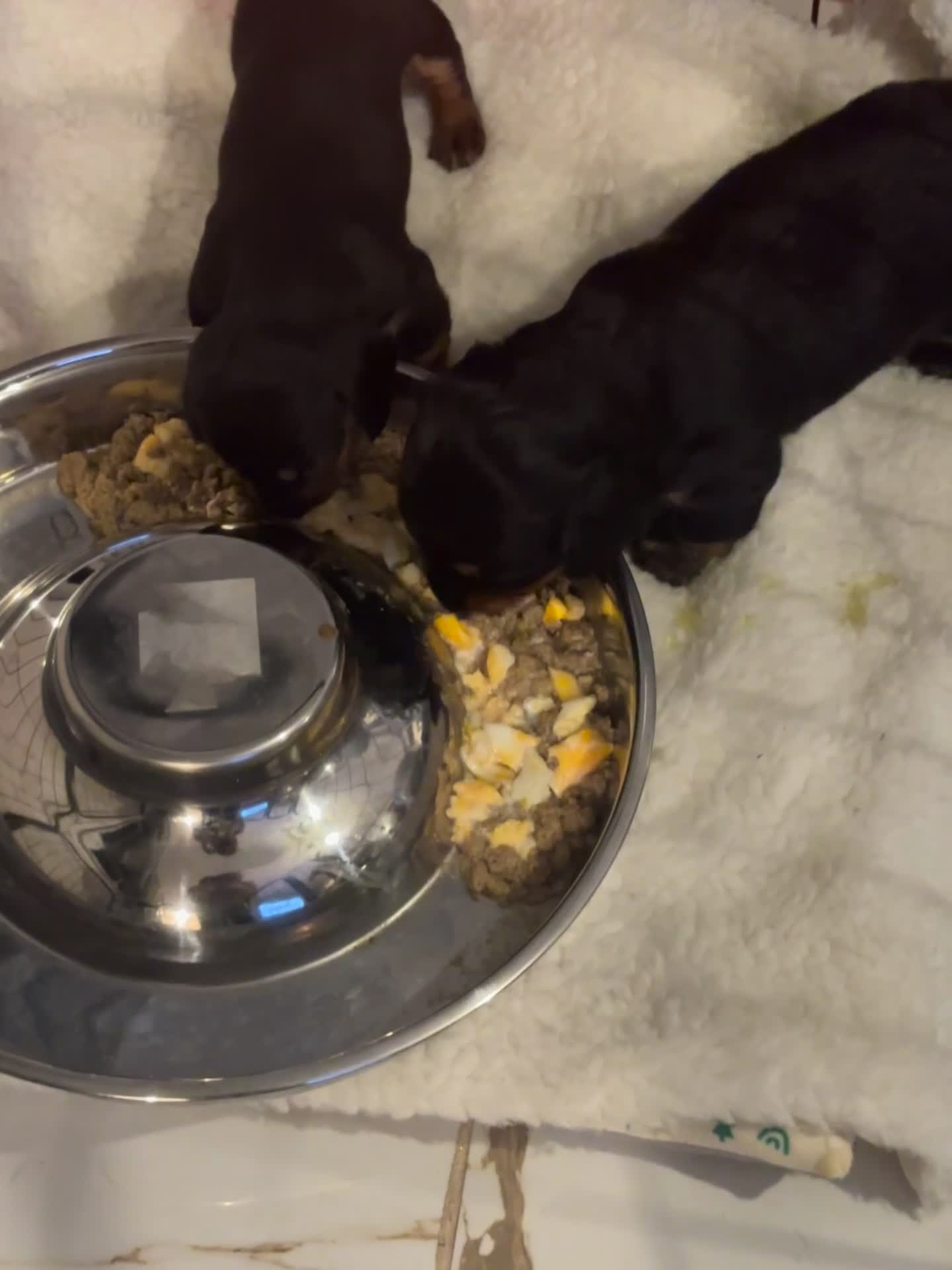 Miniature Dachshund dogs for sale: For Sale £1100 - Video 1
