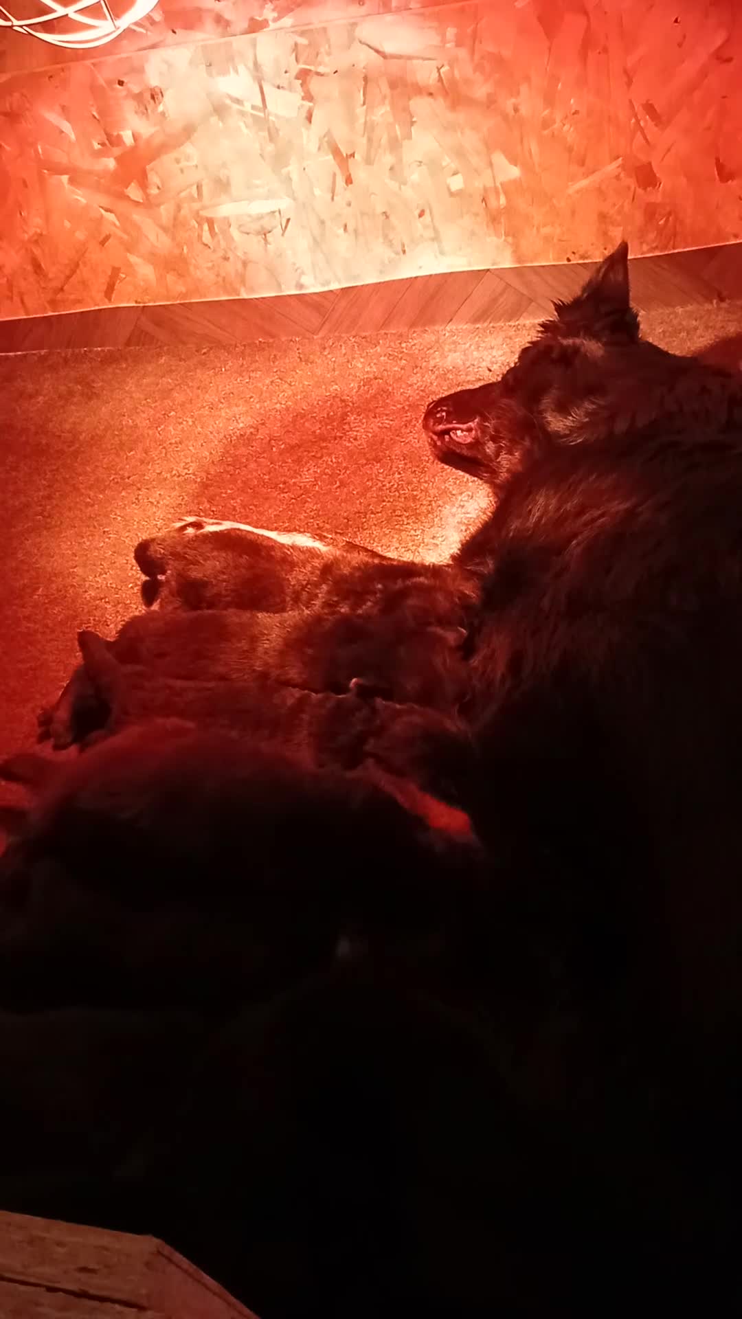 German Shepherd dogs for sale: 5 beautiful big boned pups  - Video 1