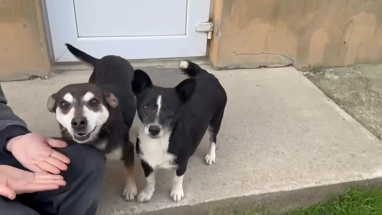 Mixed Breed dogs for adoption: Ginnie and Freddie 🐾 bonded couple  - Video 5