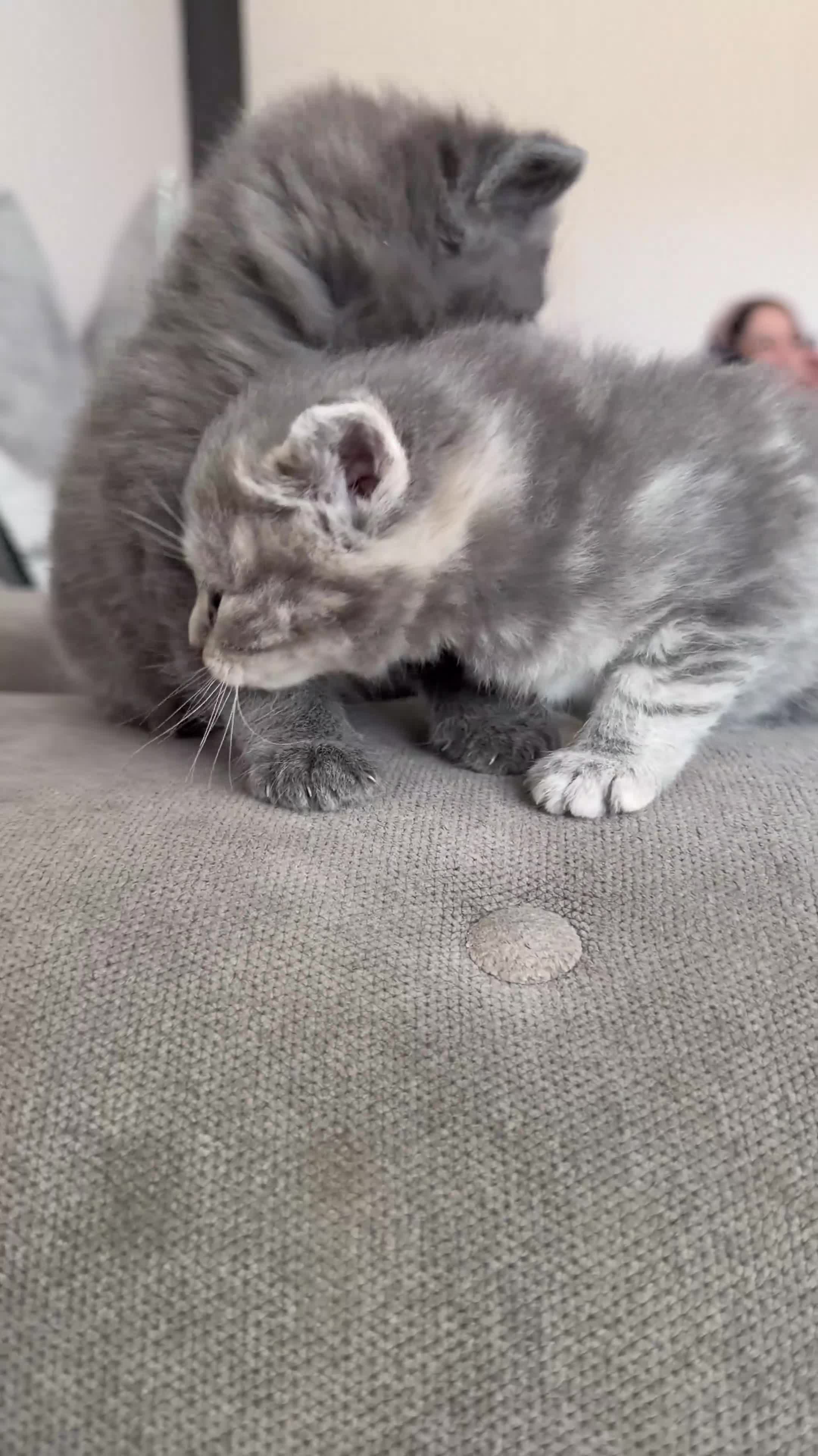 British Shorthair cats for sale: Beautiful BSH x tabby Kittens 🐾 - Video 3