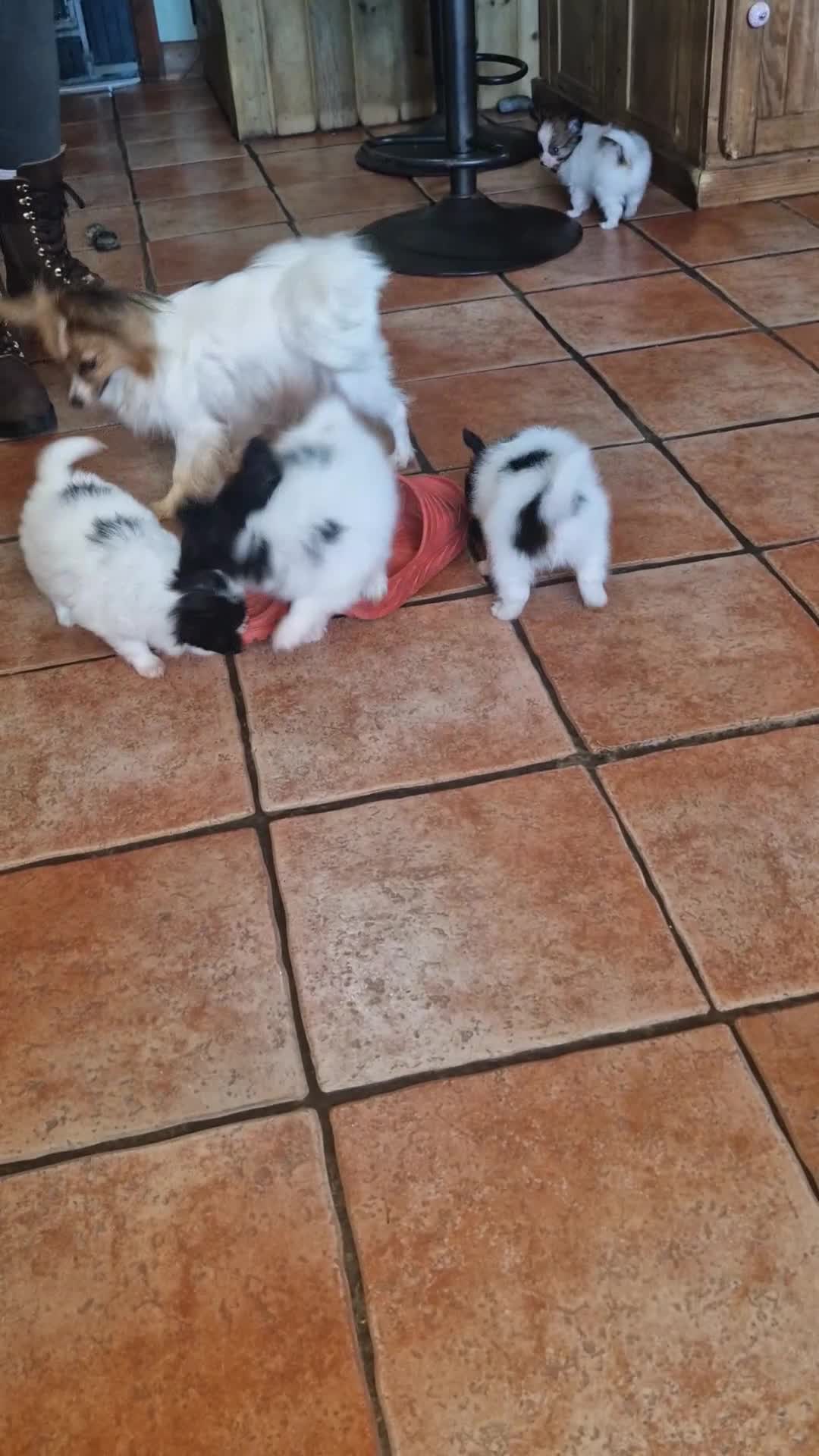 Papillon dogs for sale: KC Papillon. DNA health tested parents - Video 1