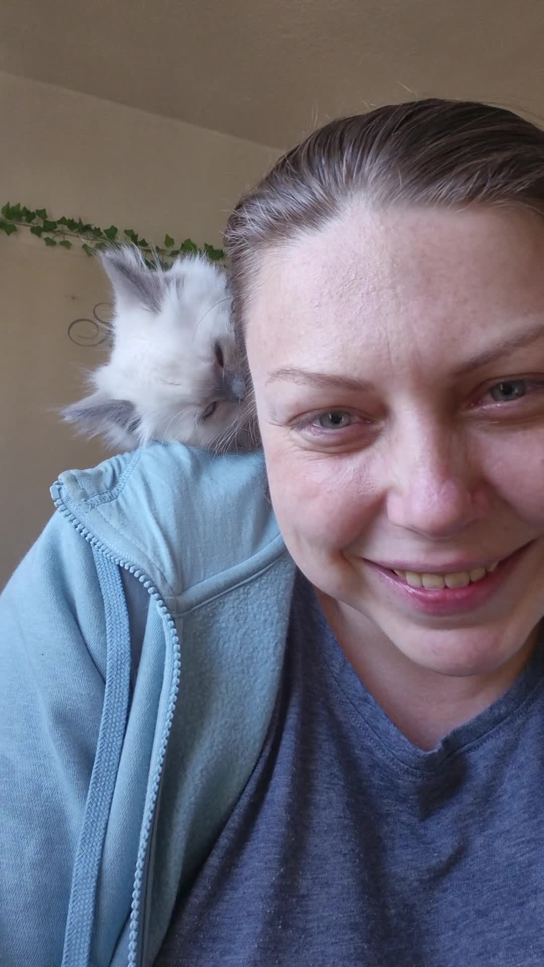 Ragdoll cats for sale: Quality Ragdoll Kittens (last boy available) - Video 1